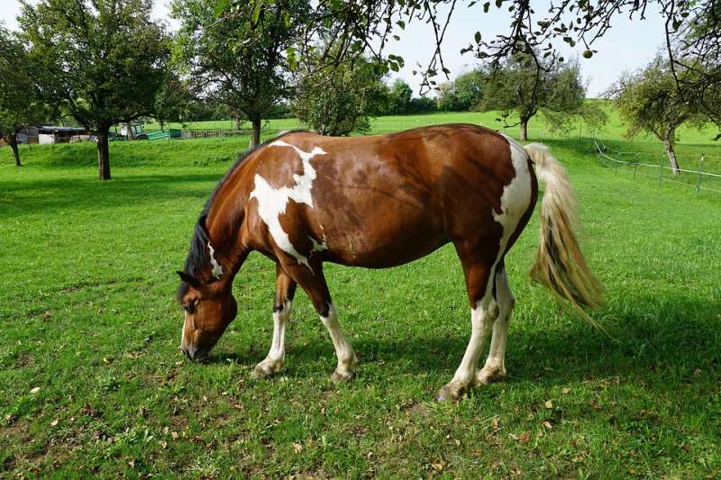 Horse Weight