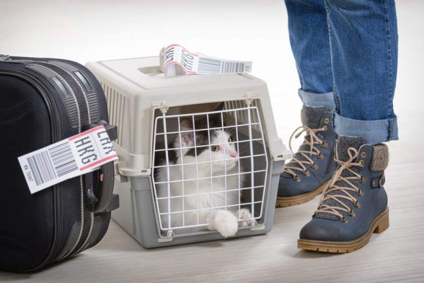 PET CARRIERS