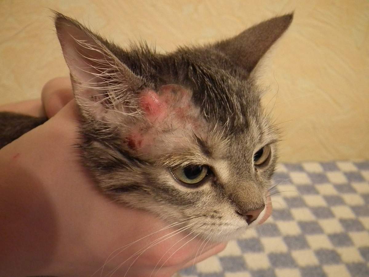 Skin Diseases in cats