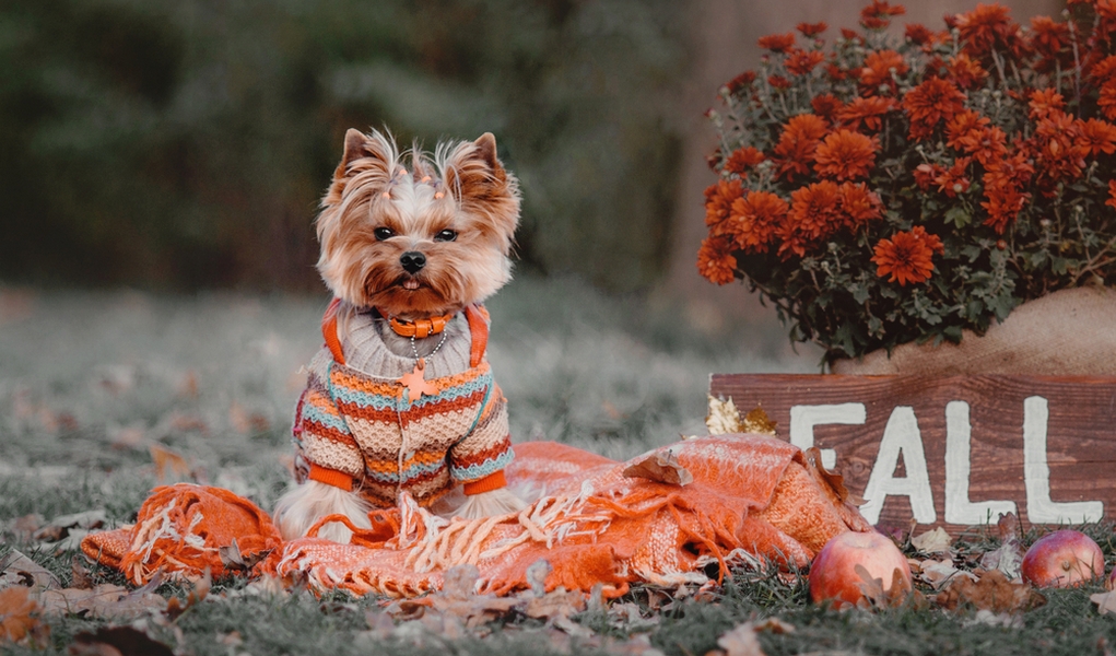 Thanksgiving Dog Sweater