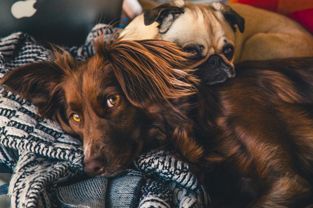 Top 5 Signs your Dog is Suffering From Stress