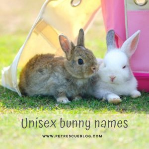 Unisex bunny names