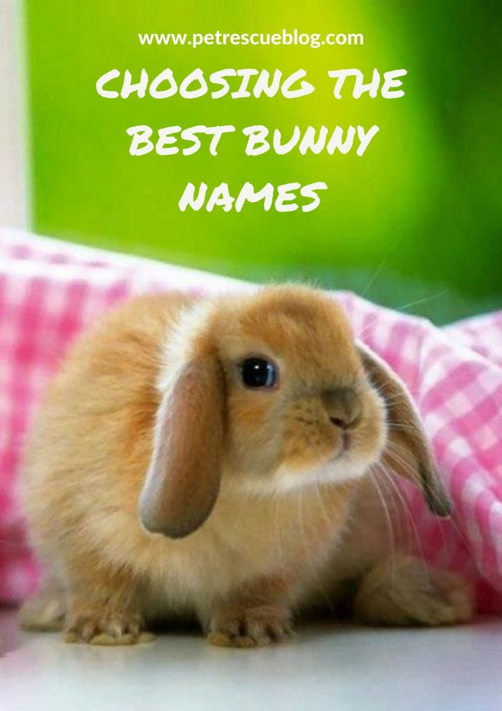 500+ Bunny Names For Your Pet Rabbit