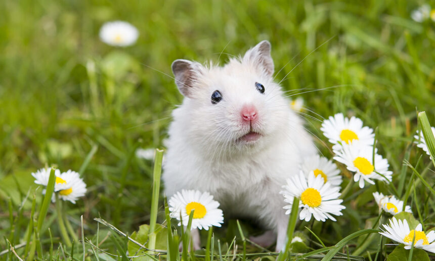 female hamster names