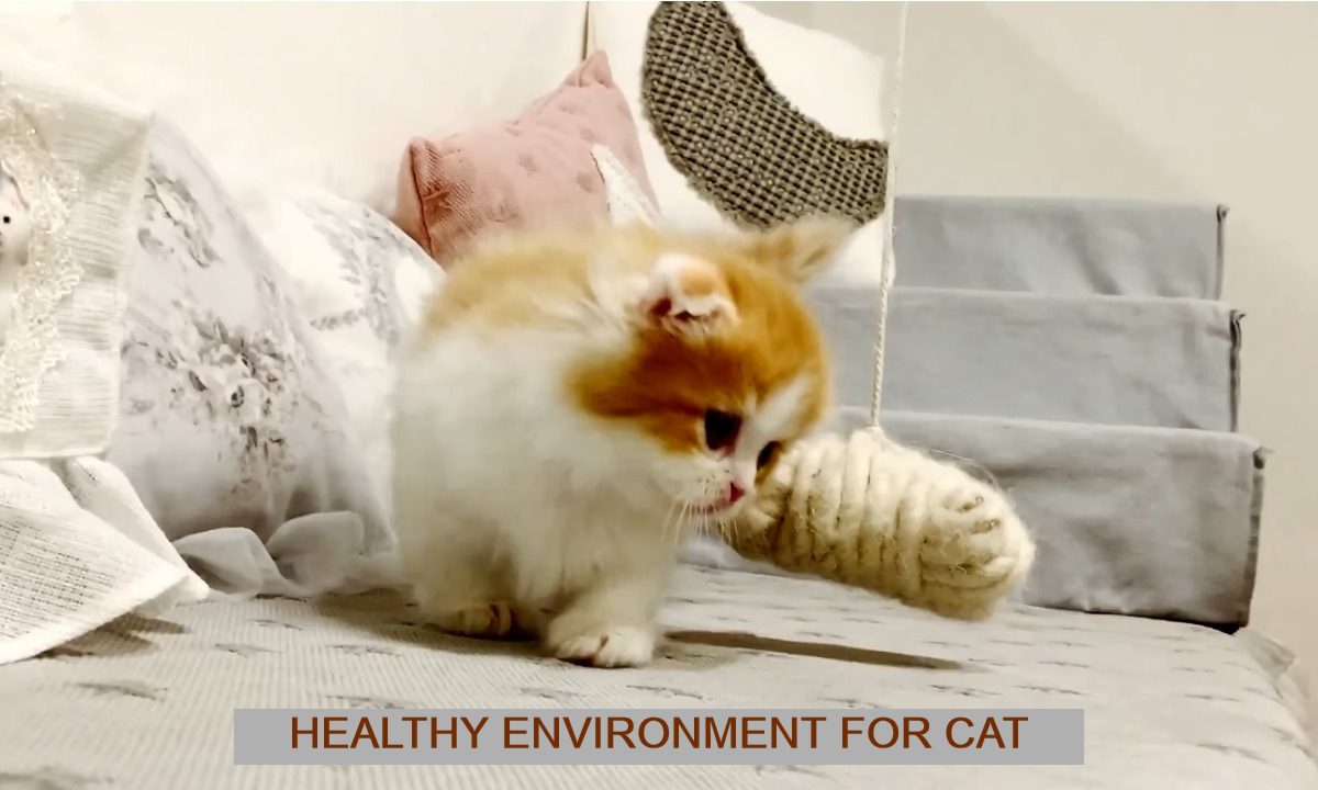 10 tips to keep the environment healthy for your cat
