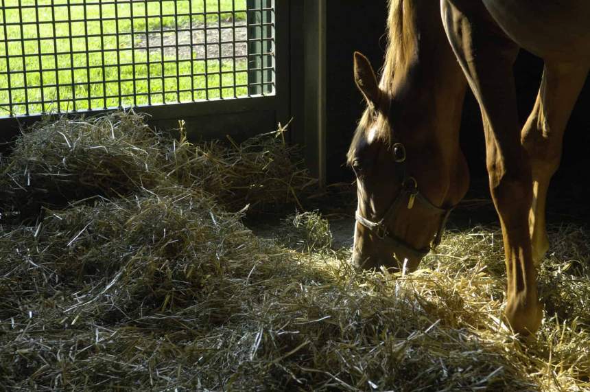 Alfalfa For Horses Should It Be Used?