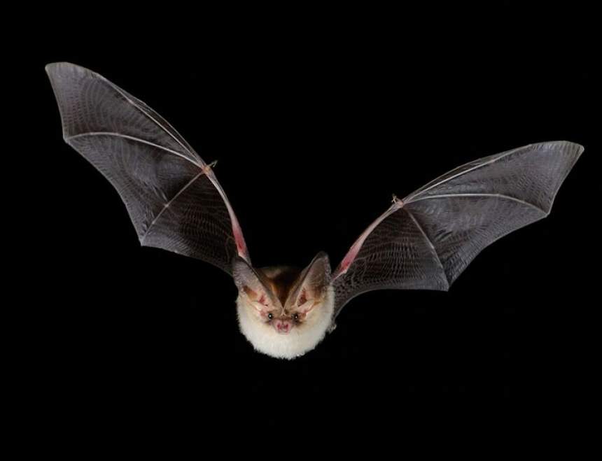 Are Bats Blind