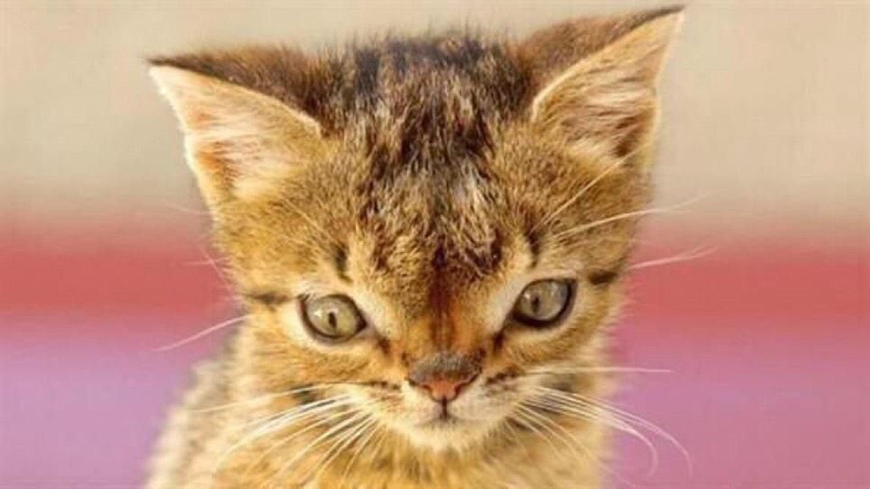 Cats With Down Syndrome