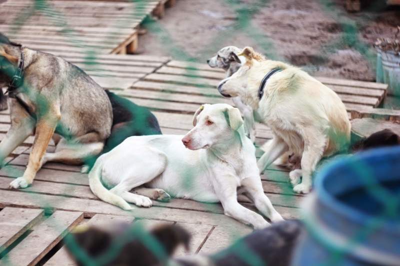 Dog Shelters