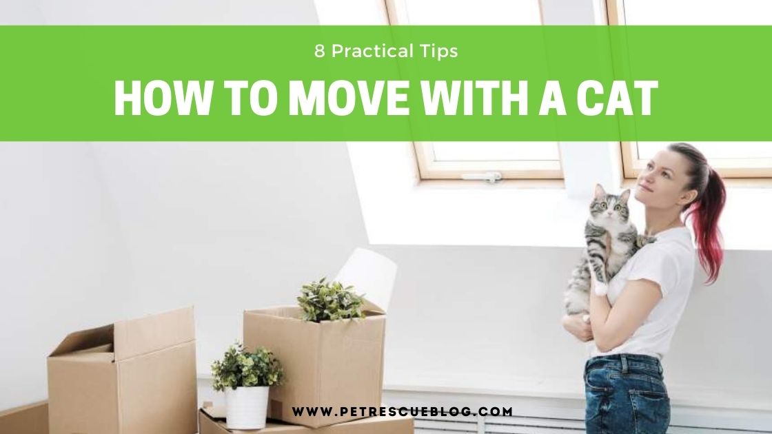 How To Move With A Cat