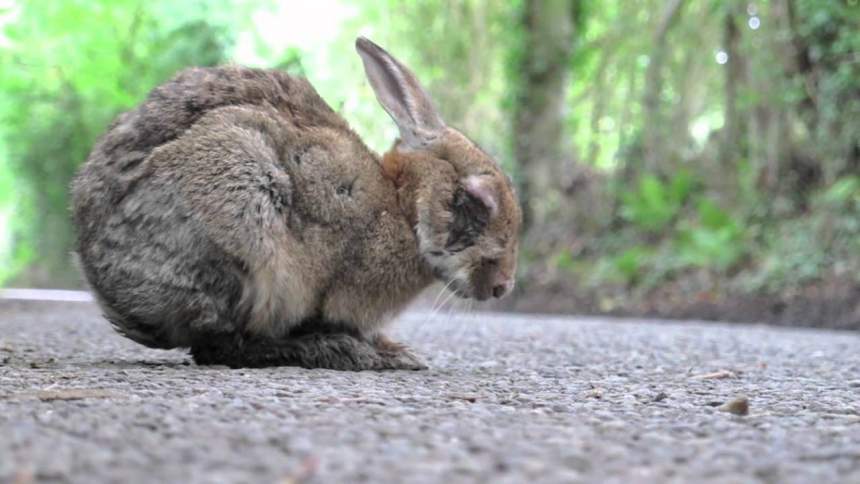 Rabbit diseases