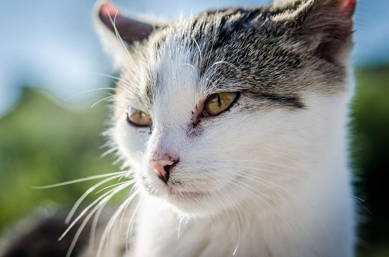 Worms in cats