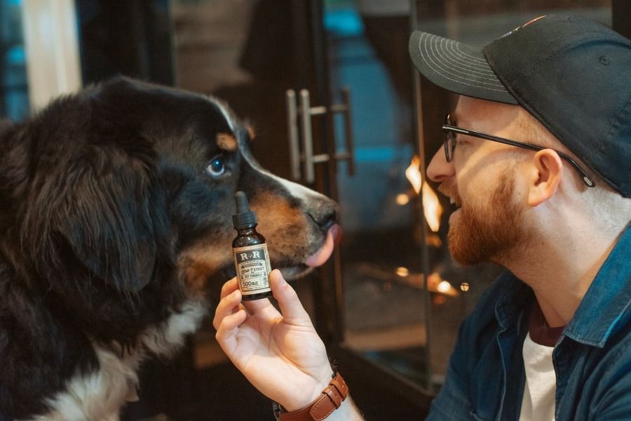 CBD for Dogs