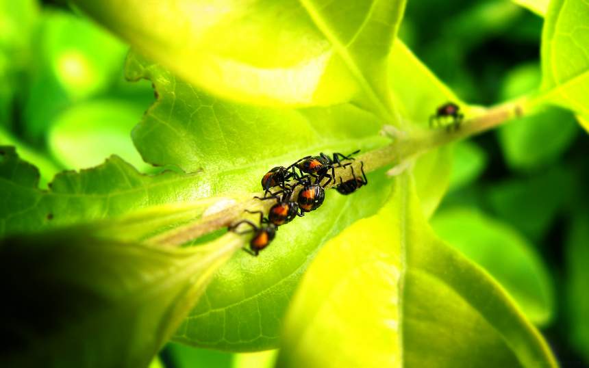 Do insects feel pain