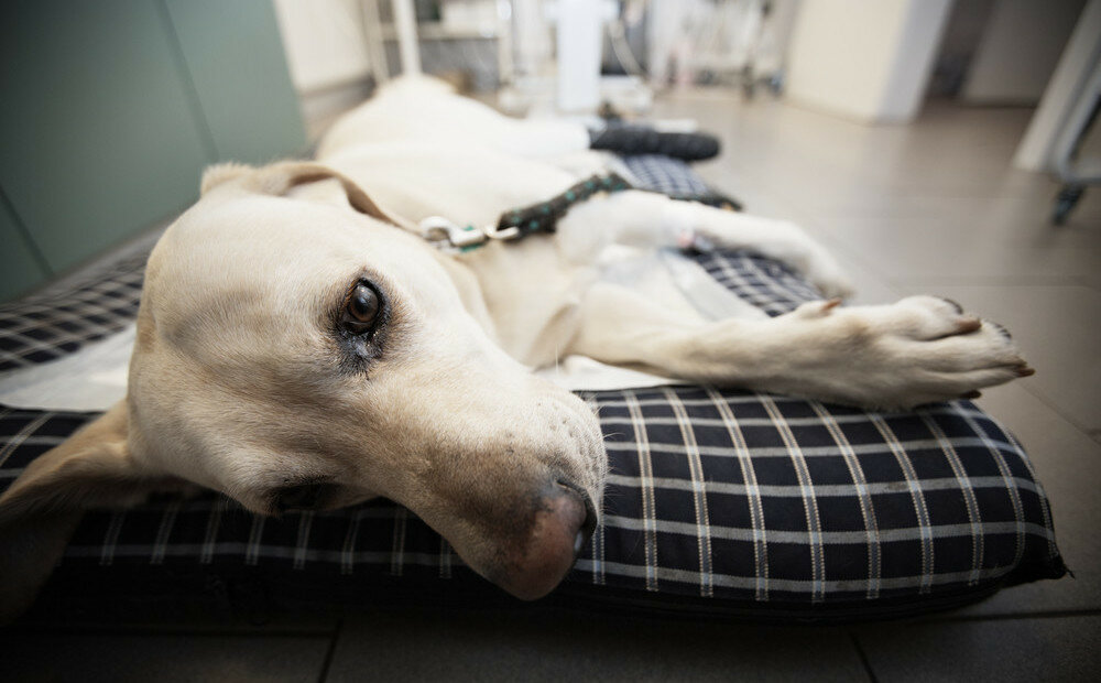 Dog Medical Emergency