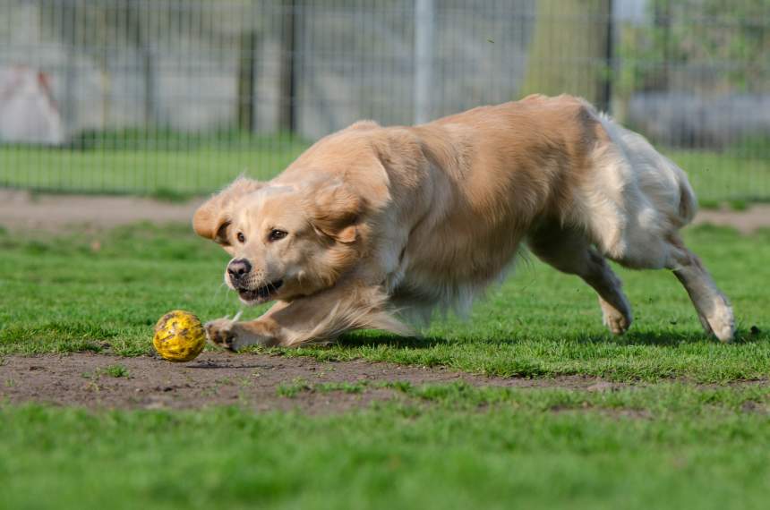 How to train a golden retriever