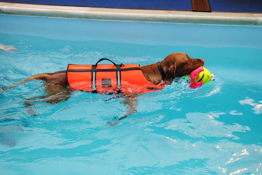 Swimming for dogs