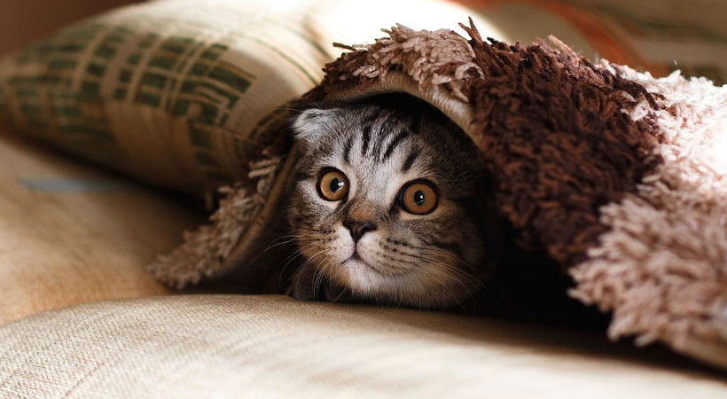 Pets Depression