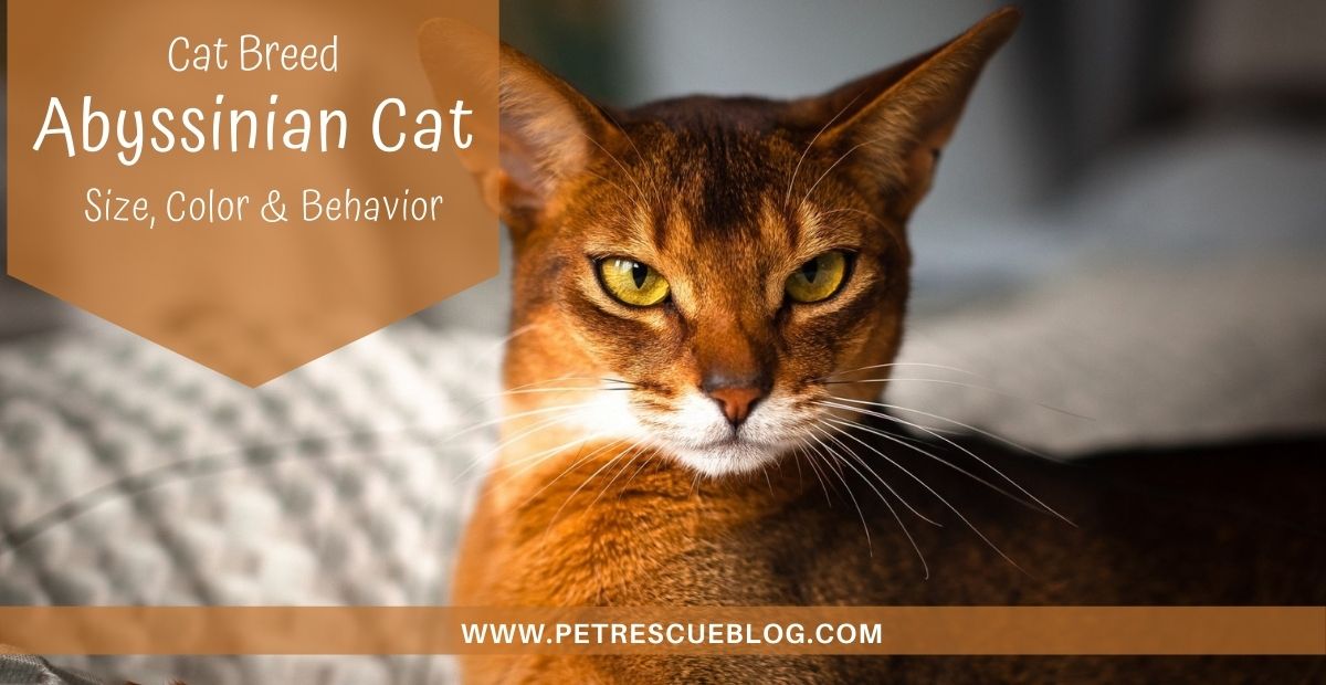 Abyssinian Cat