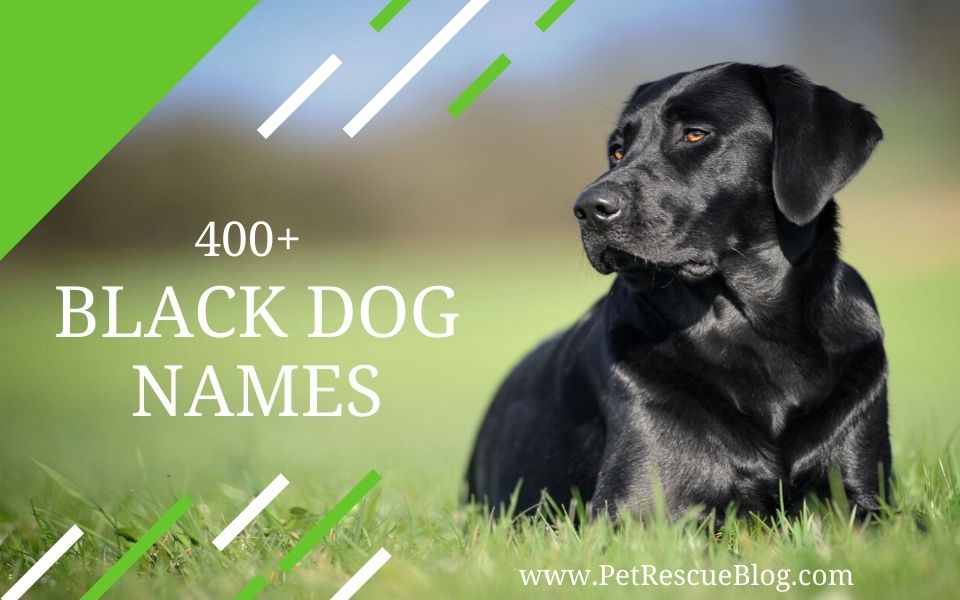Black Dog Names