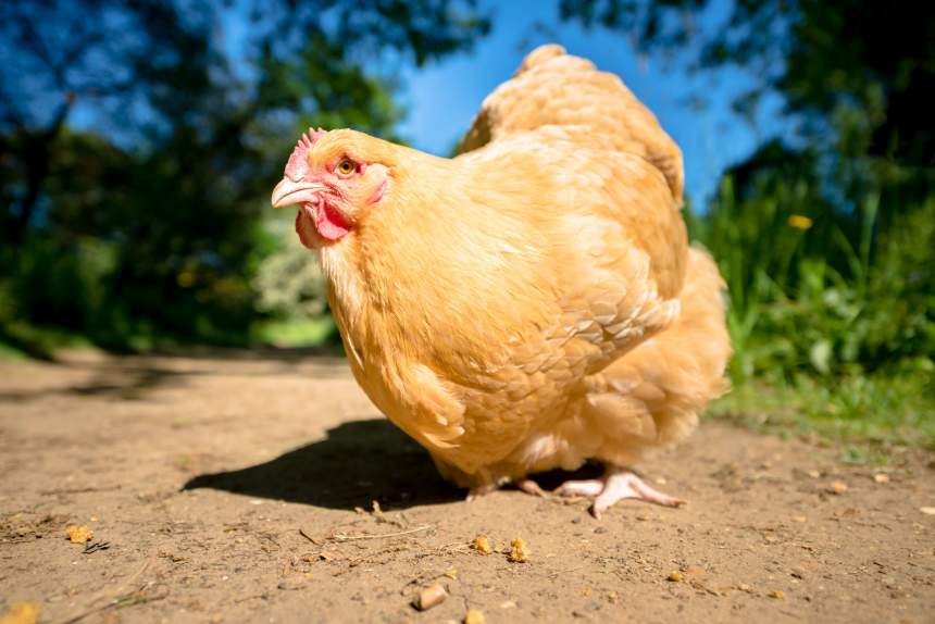 Chicken Names - 400+ Good and Funny Chicken Names Funny Chicken Names