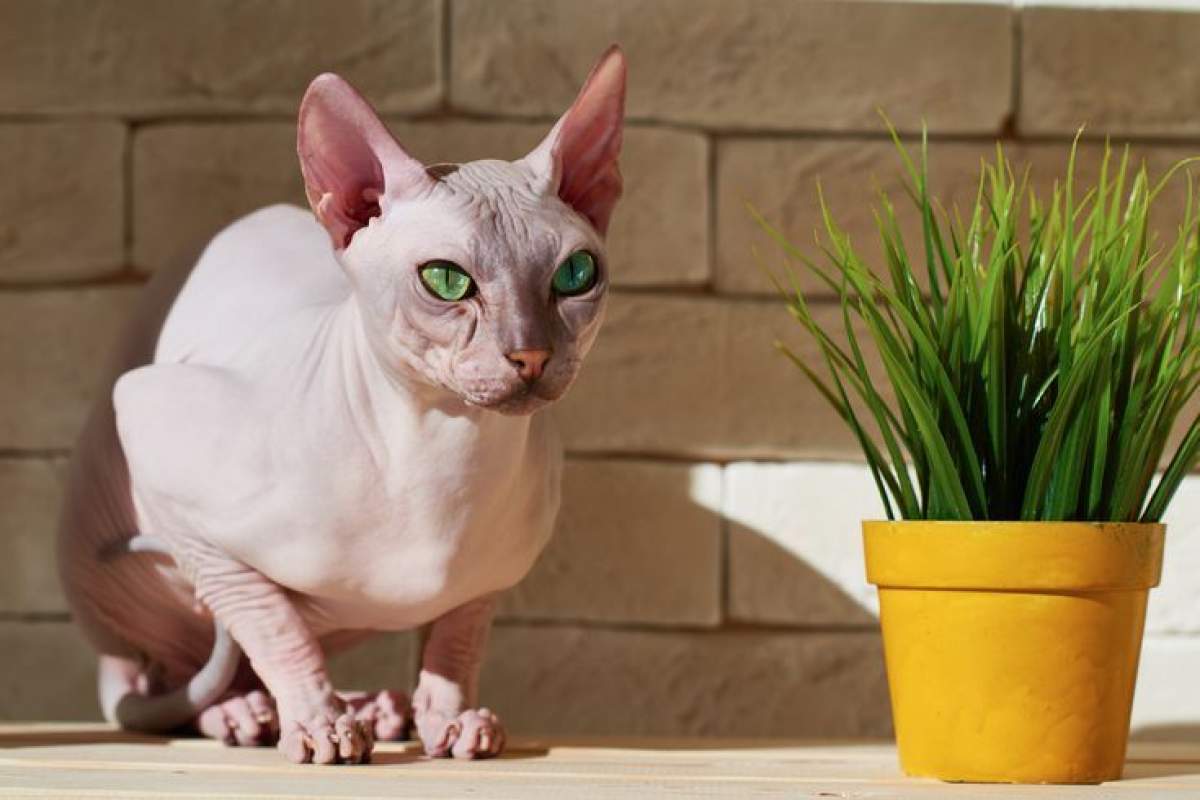 Hairless Cat Breeds