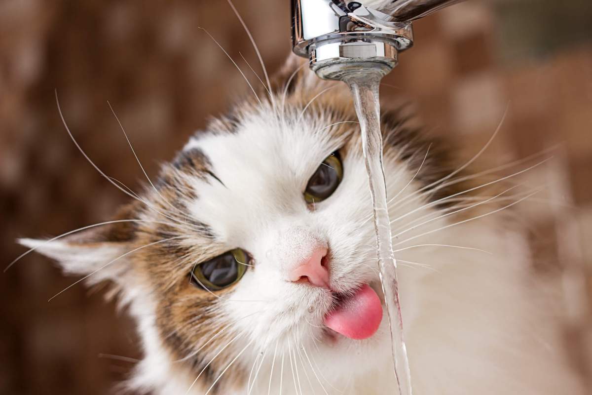 water a cat should drink