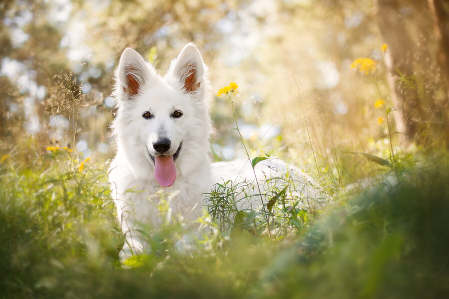 White Swiss Shepherd