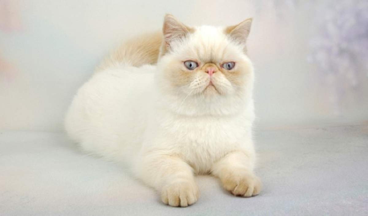 Exotic Shorthair