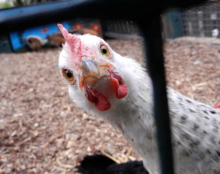Chicken Names - 400+ Good and Funny Chicken Names Funny Chicken Names