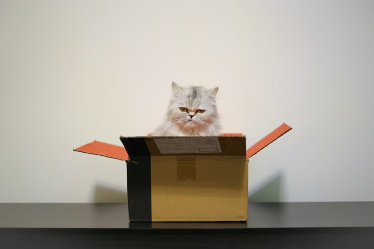 Cats Love Boxes
