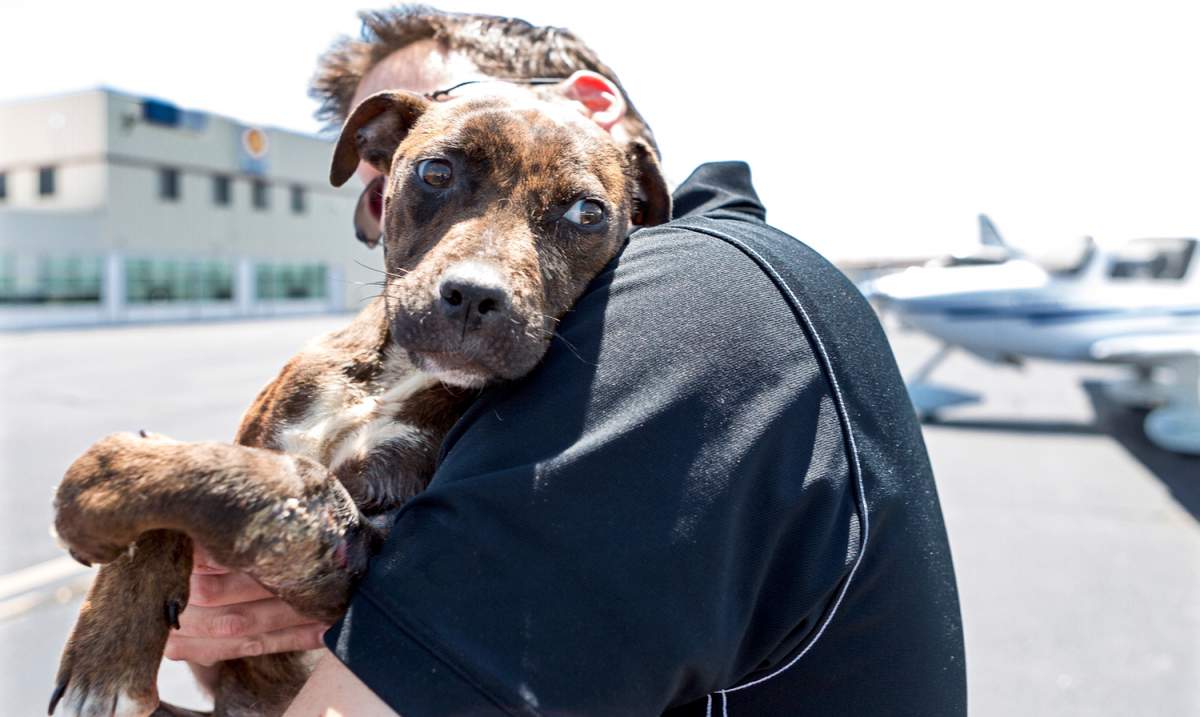 Rescuing a Dog
