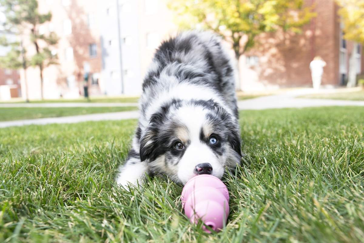 Teething In Puppies