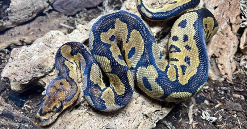 cost of a snake