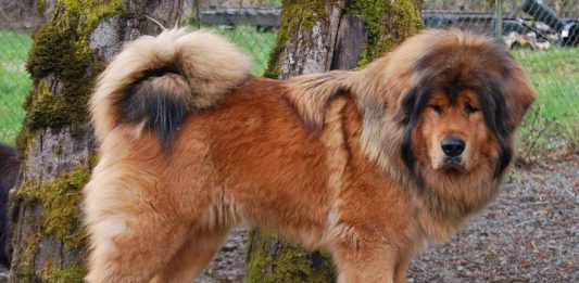 Tibetan Mastiff