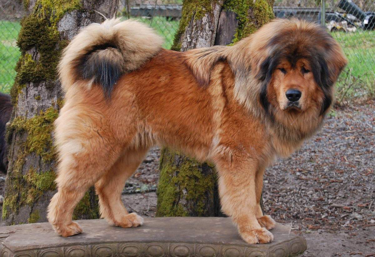Tibetan Mastiff