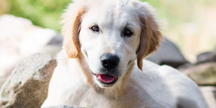 Dog Age - How to Calculate Dog Years to Human Years | Image Credit: Shutterstock