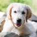 Dog Age - How to Calculate Dog Years to Human Years | Image Credit: Shutterstock