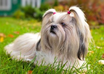 Shih tzu dogs