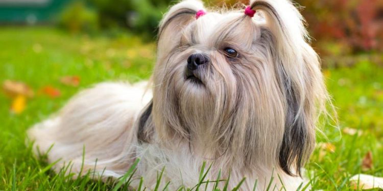 Shih tzu dogs