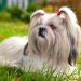 All You Need to Know About Shih Tzu Dogs Shih tzu dogs