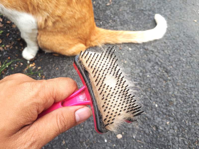 Brushing Cat coat | Shorthair Cat