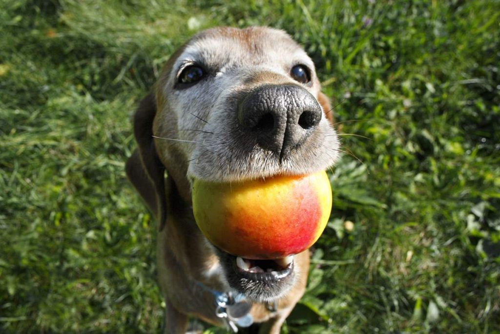 can dogs eat dried mango can dogs eat dried mango