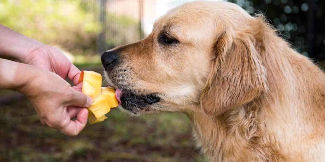 I Cani Possono Mangiare Il Mango