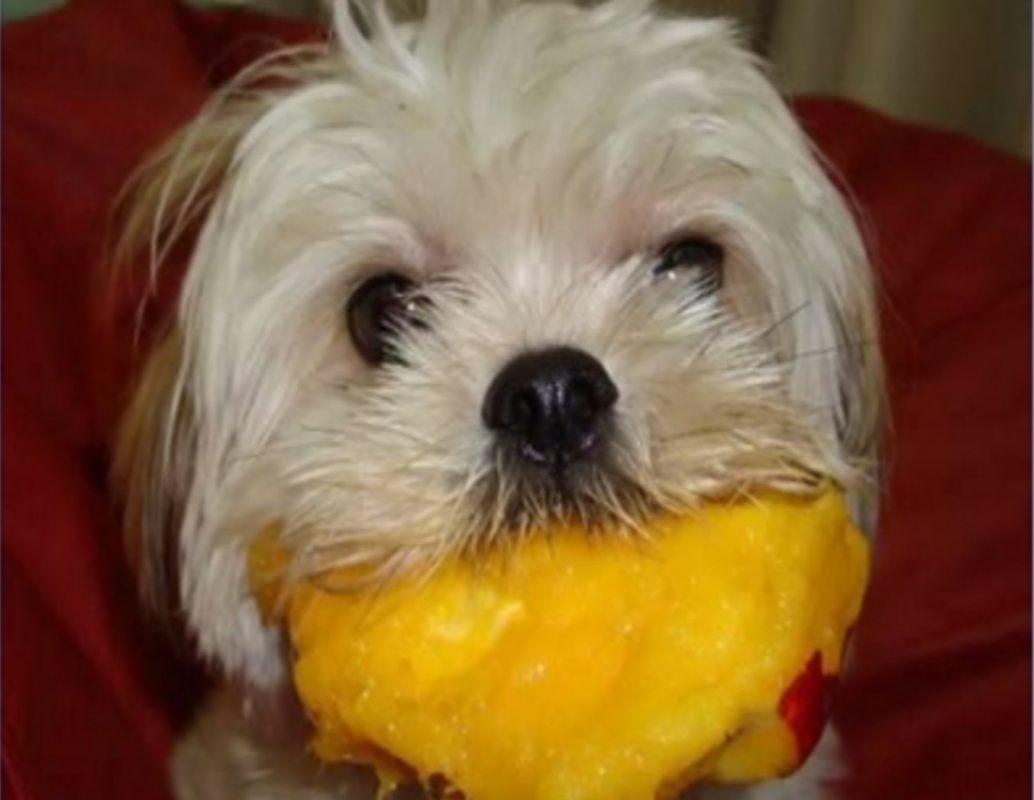 Can Dogs Eat Mango? Pet Rescue Blog