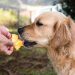 Can Dogs Eat Mango?