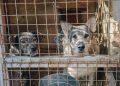 Dog Rescued From China