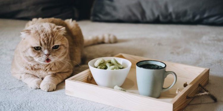 7 Eco-Friendly Pet Products and Why They Matter