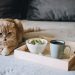 7 Eco-Friendly Pet Products and Why They Matter 7 Eco-Friendly Pet Products and Why They Matter