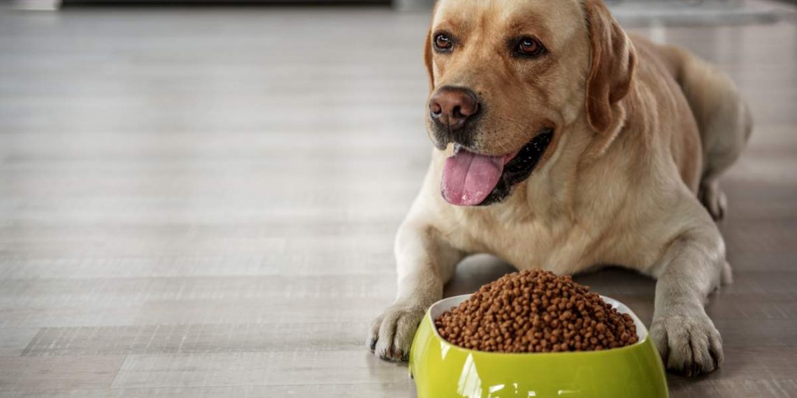 Happy Dog Food Review Happy Dog Puppy Food Review
